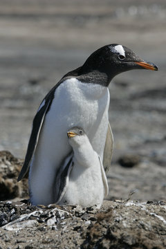 Gentoo penguin, Pygoscelis papua