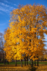 Fototapeta na wymiar Beautiful autumn trees. Autumn landscape.