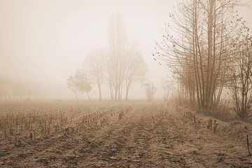 fields in the fog in winter
