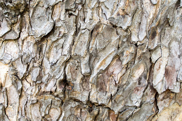 bark of tree texture