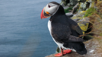 puffin