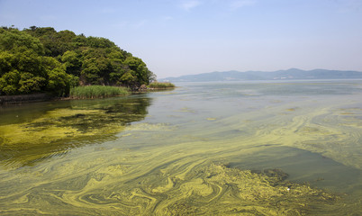 The polluted water of Taihu lake