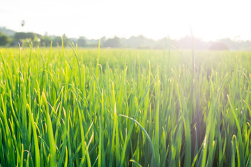green onion on the field