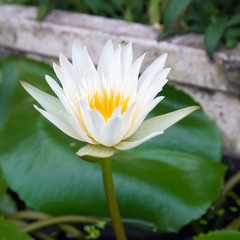 White lotus