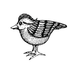 drawing bird