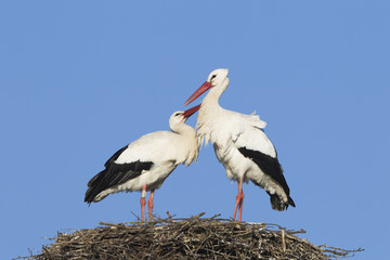 Pair of white storks © Ana Gram