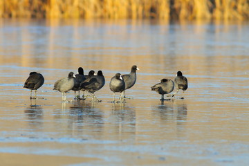 flock of fulica atra on frozen lake