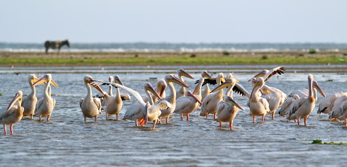 flock of pelicans standing in the water