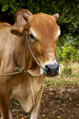 Obraz na płótnie Canvas zanzibar africa front brown cow bite in bush