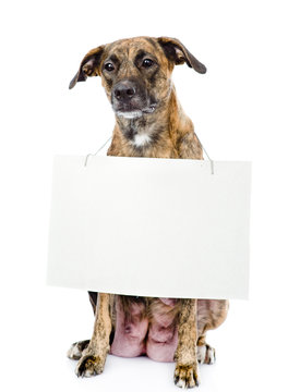 dog with a blank banner hung on the neck. isolated on white 