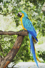 Macaw colorful parrot sitting on the background of green tree