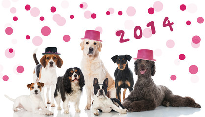 Hundeparty