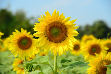 Obraz premium Sunflower