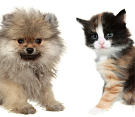 Little cute puppy and red mixed-breed kitten isolated on white.