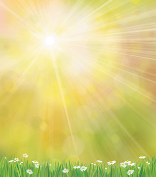 Vector sunshine background  with grass and chamomiles.