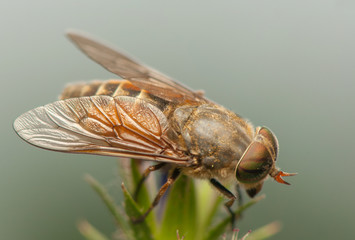 Fly insect