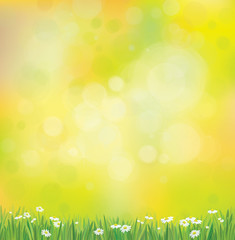Obraz premium Vector sunshine background with grass and chamomiles.