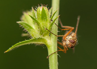 Fly insect