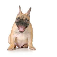 Fototapeta premium dog laughing