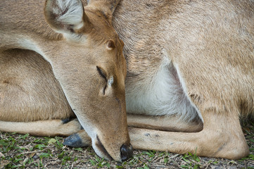 Burmese brow-antlered deer or Rucervus eldii thamin.