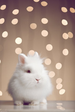 Fluffy banny