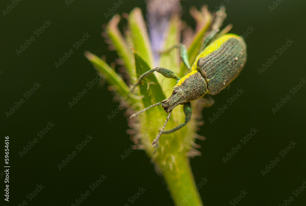 Wall mural Beetle insect