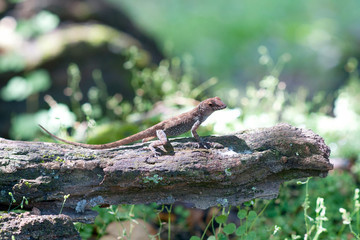 Green Lizard sitting on a piece of wood