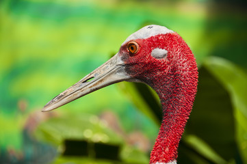 Eastern sarus crane or Grus antigone sharpii.