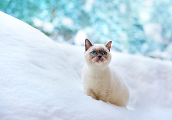 Blue point kitten sitting in the snow