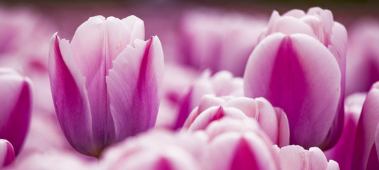 Pink tulips