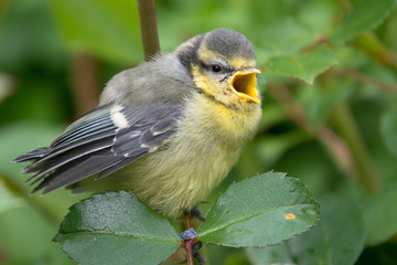 Blue tit chick