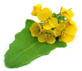 Naklejka premium Bunch of edible mustard flowers