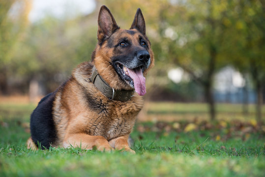 German Shephard Dog Laying