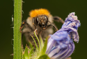 Bombus