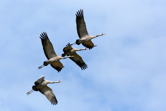 Common cranes (Grus grus) in flight