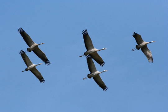 Common crane (Grus grus) in flight
