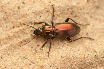 Beetle insect