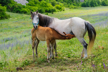 Obraz na płótnie Canvas Foal and his mother Horse, breastfeeding