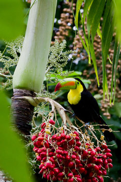 keel billed toucan