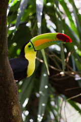 Naklejka premium Keel billed toucan