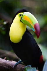 Keel billed toucan
