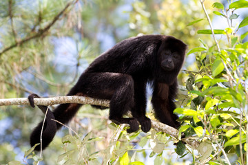 howler monkey