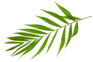 Fototapeta na wymiar Palm leaf