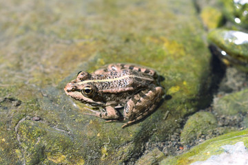 Northern Leopard Frog (Lithobates pipiens)