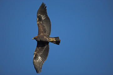 Obraz premium Golden eagle, Aquila chrysaetos