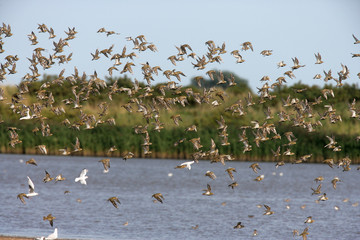 Golden plover, Pluvialis apricaria