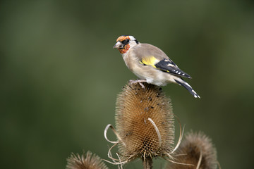 Goldfinch,Carduelis carduelis