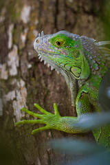 green iguana