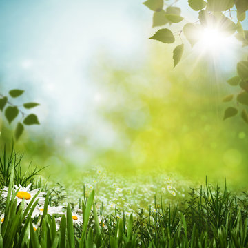 Green meadow with daisy flowes, natural backgrounds for your des