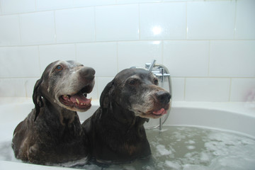 Dogs in the bathtub